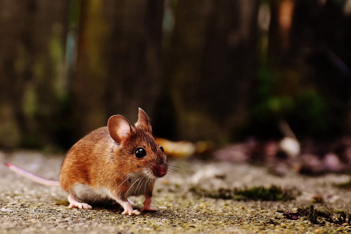 Souris